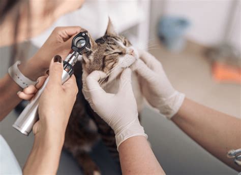 Walnut Village Pet Hospital: Veterinary Care in Fontana, CA.